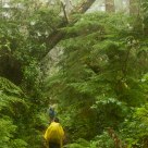 Rain Forest Trail